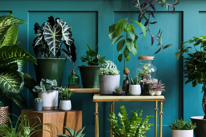 Cluster your houseplants together in winter to naturally increase humidity. FOLLOWTHEFLOW/ADOBE STOCK PHOTO